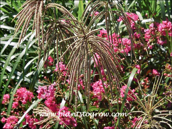 The inflorescence (flowers) look like fingers. Hence the common name "Finger Grass".